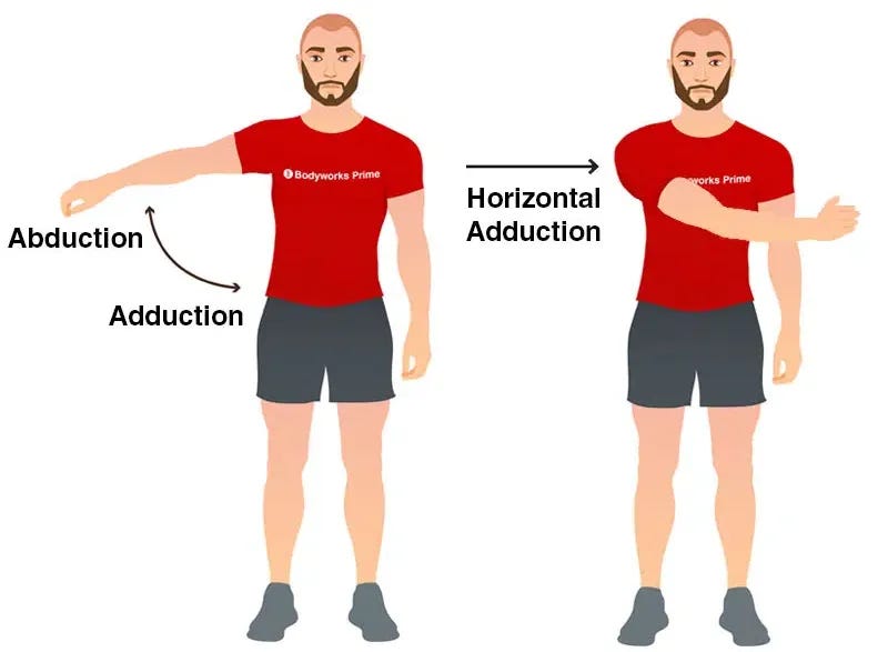 Pectoralis Major Muscle Anatomy - Bodyworks Prime