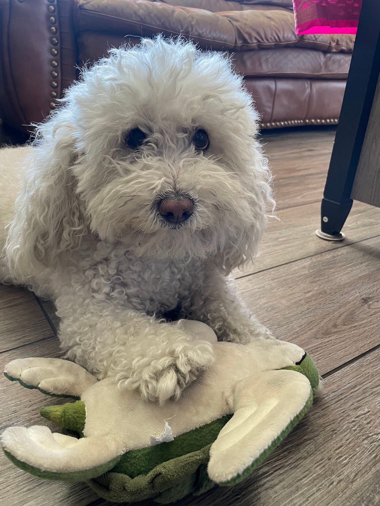 A fluffy white dog lies on a wooden floor and looks into a camera. His right paw is atop an overturned toy turtle. Behind the dog is a brown couch.