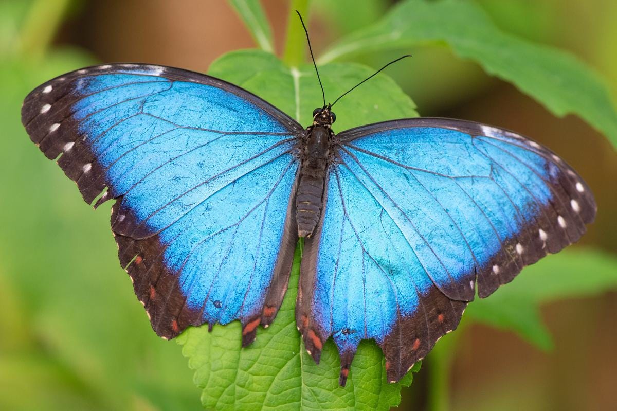 Blue butterfly creative commons 52875293144 0694dc0d0f k