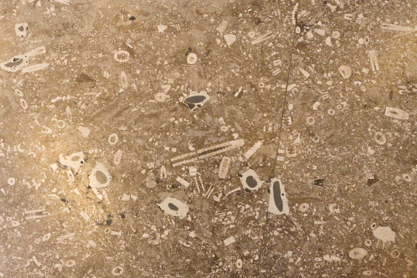 Convenient place to see crinoids: floor of the Natural History Museum, London