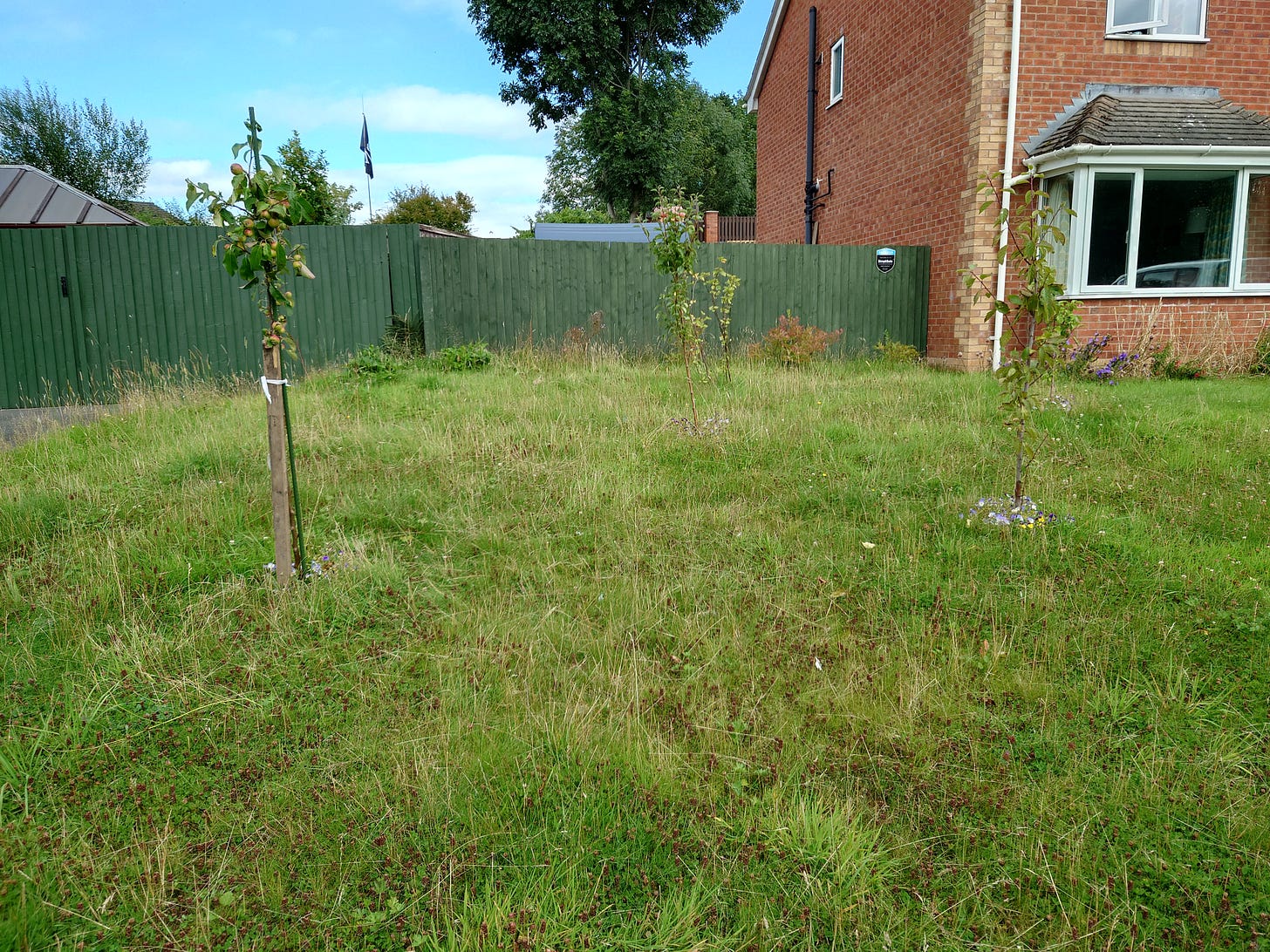 Photo of dwarf mini orchard in unmown lawn