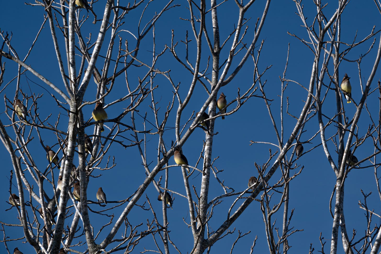 Blue sky, bare tree branches with birds sitting among the tree limbs