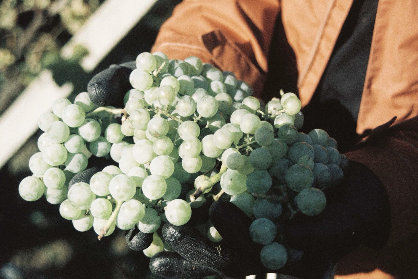 A man holding freshly picked grapes, with a focus on the fruit.