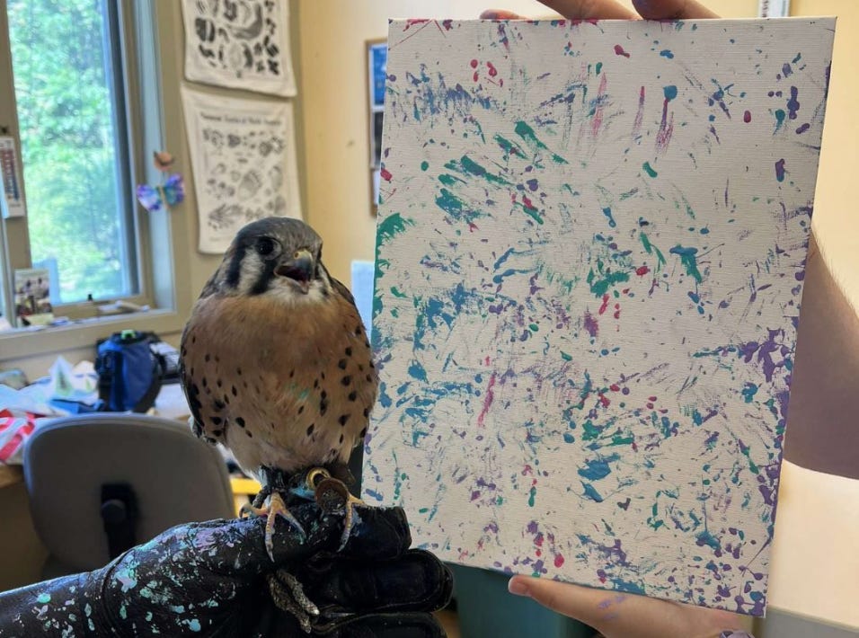 A male American Kestrel perched beside one of his paintings, beak open and appearing extremely chuffed by his work