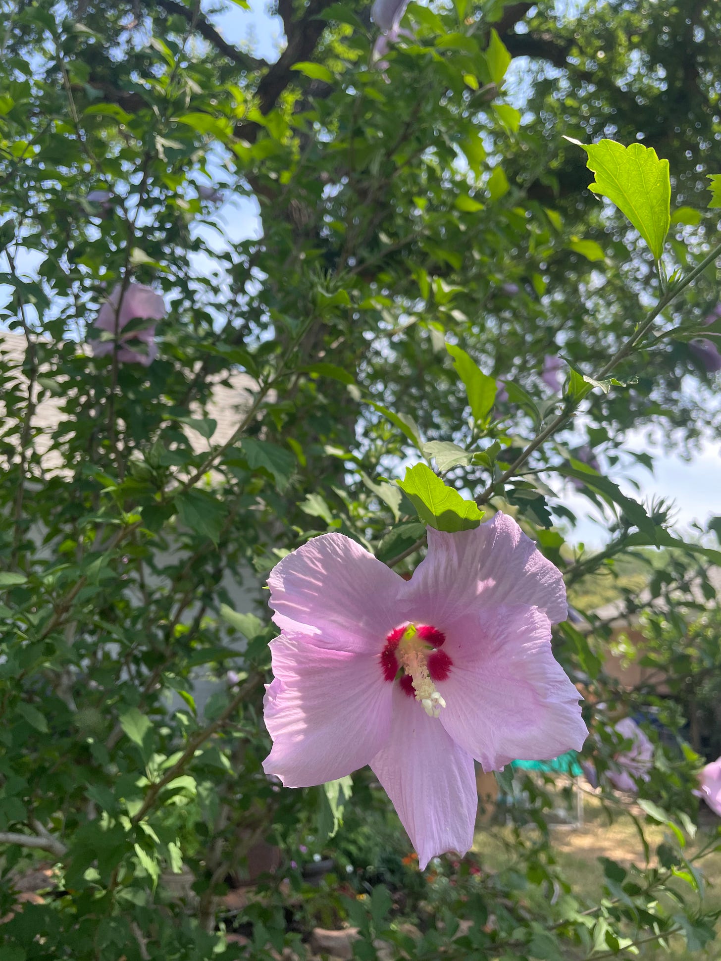 Tree with pink flowers