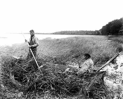 Chippewa Indians gathering wild rice, 1925 Chippewa Indians gathering wild rice, 1925