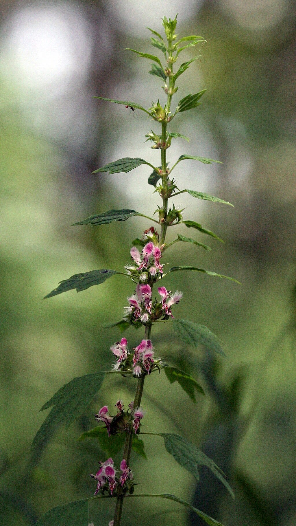 Photo of motherwort plant by Randy Nonenmacher, CC BY-SA 3.0 <https://creativecommons.org/licenses/by-sa/3.0>, via Wikimedia Commons Photo of motherwort plant by Randy Nonenmacher, CC BY-SA 3.0 <https://creativecommons.org/licenses/by-sa/3.0>, via Wikimedia Commons