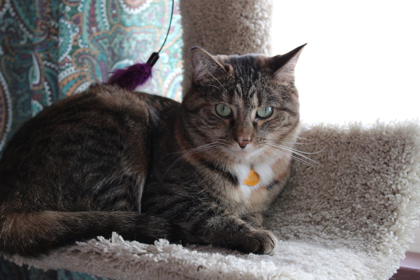 A pretty cat with light green eyes and stripes sits on a carpeted cat tree.