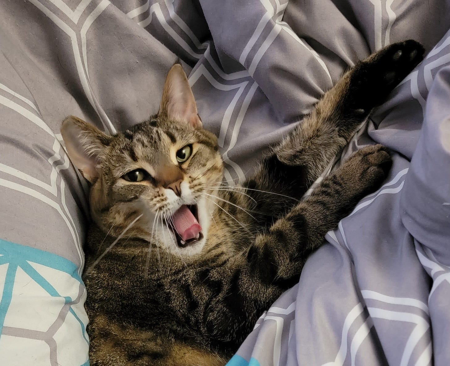 My tabby cat Simon lying on the bed mid-yawn