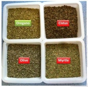 oregano adulteration