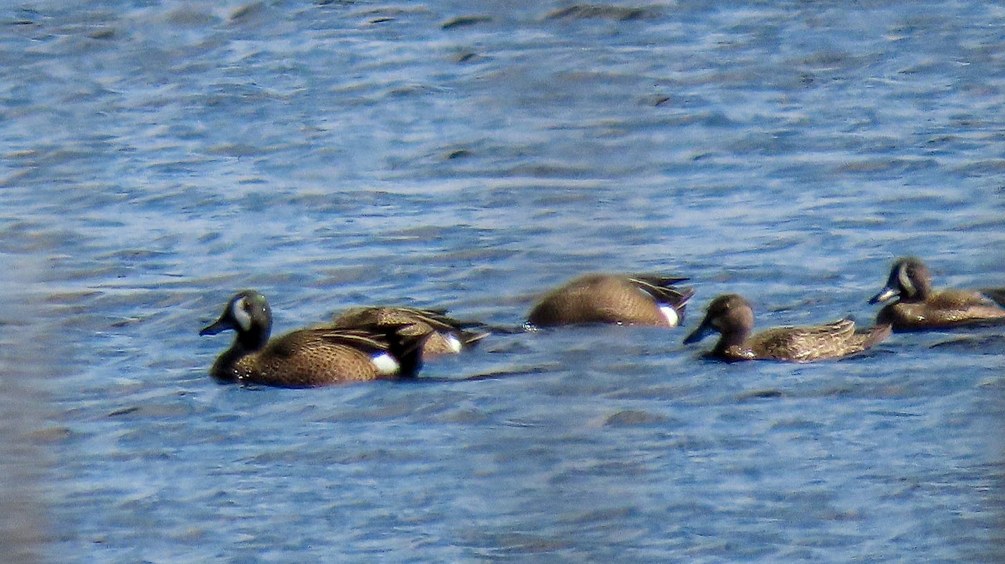 Several blue winged teal swimming