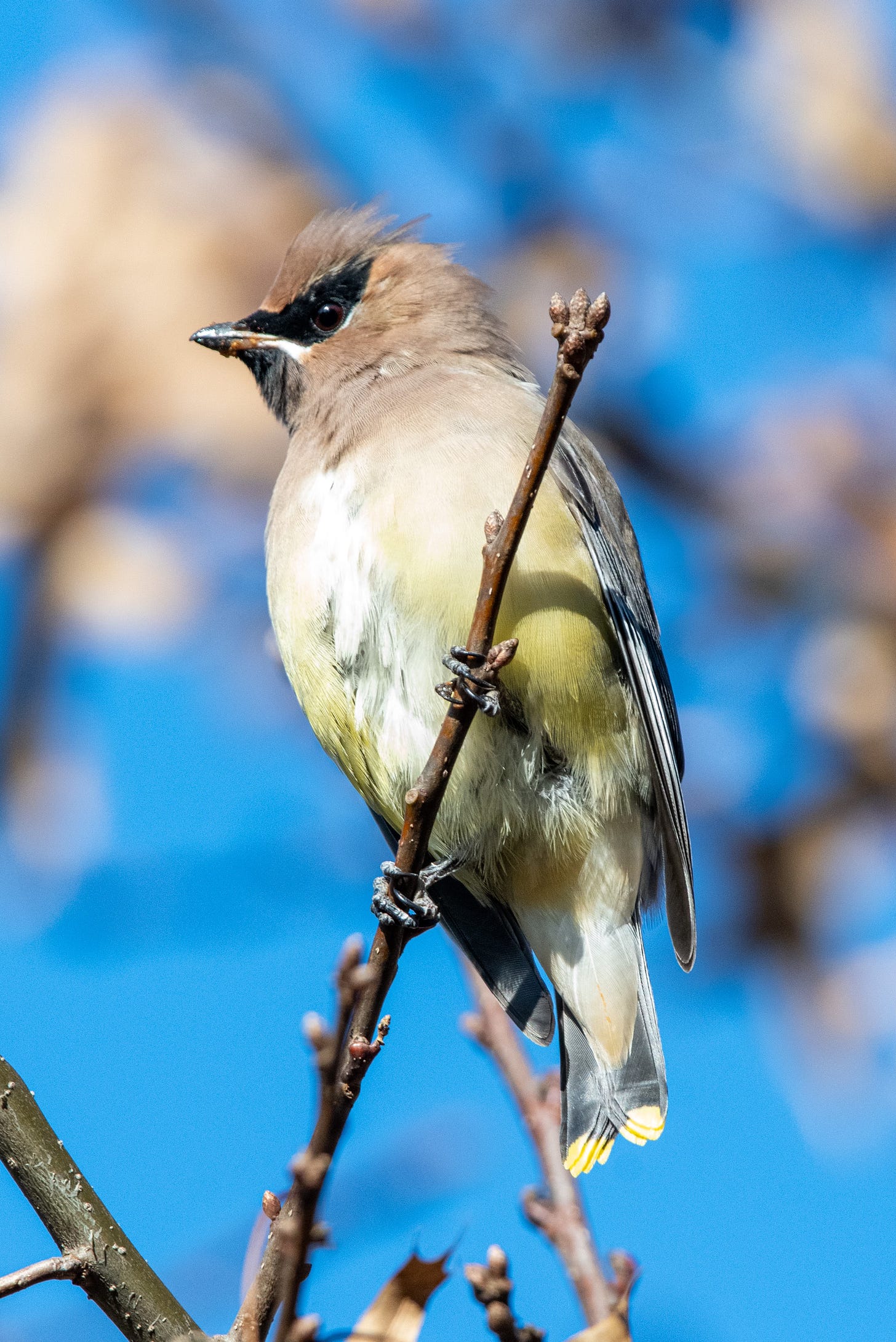 A cedar waxwing, with a black eyestripe that evokes Starman-era David Bowie or Daryl Hannah in Blade Runner, is perched on a bare branch