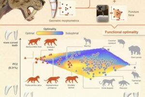 Graphic showing functional optimality drives repeated evolution of extreme sabertooth forms