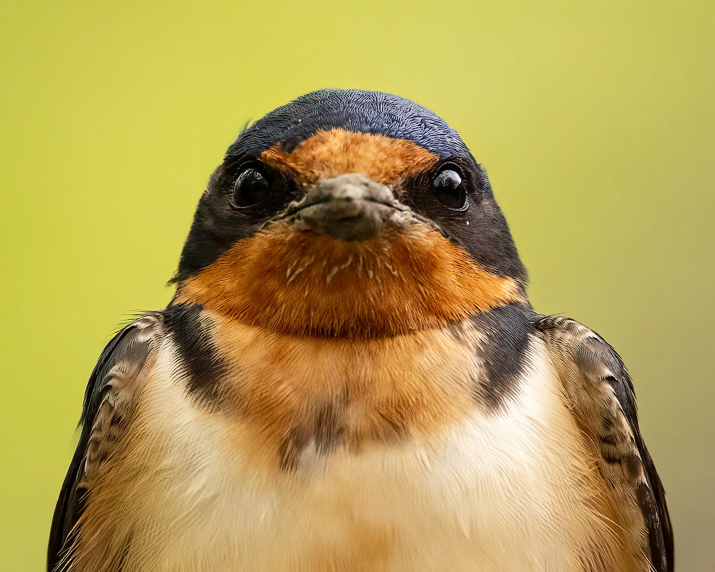 A barn swallow stares straight into the camera. It has a rusty forehead, throat, and chest, and a blue head.