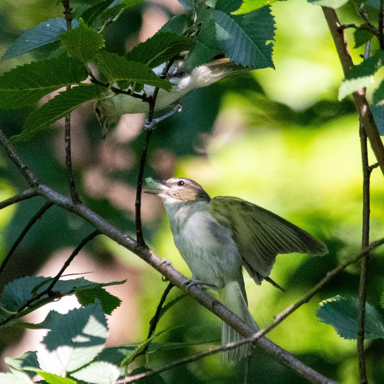 In a beech tree, a small bird with a red eye and gray eyestripe tries to choke down a large, pale green grub, while another bird of the same species, above it, angles to snatch it away