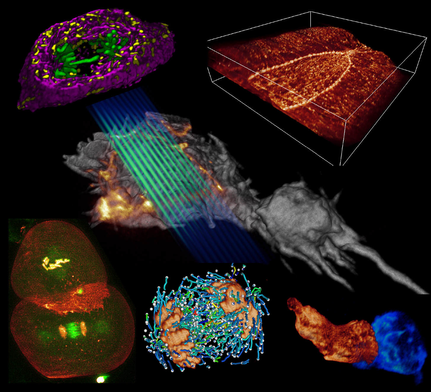 Multicellular biology at subcellular resolution!