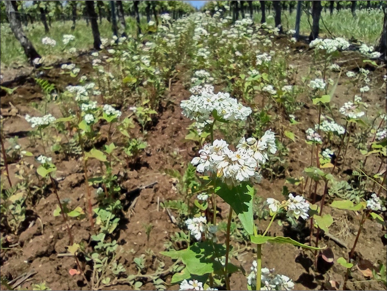 Buckwheat flowers in bloom to feed our beneficial insects.