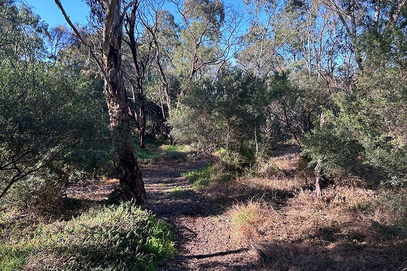 Pathway through bush.