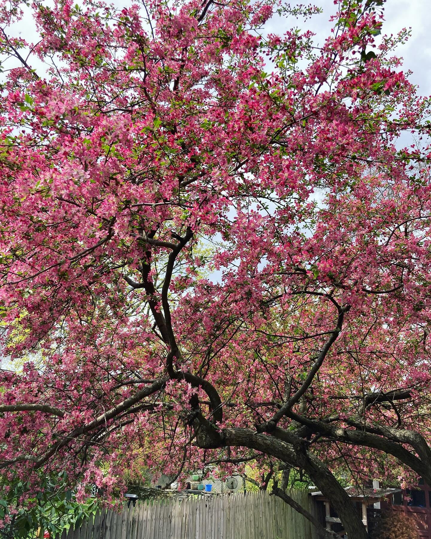 May be an image of stone-fruit tree