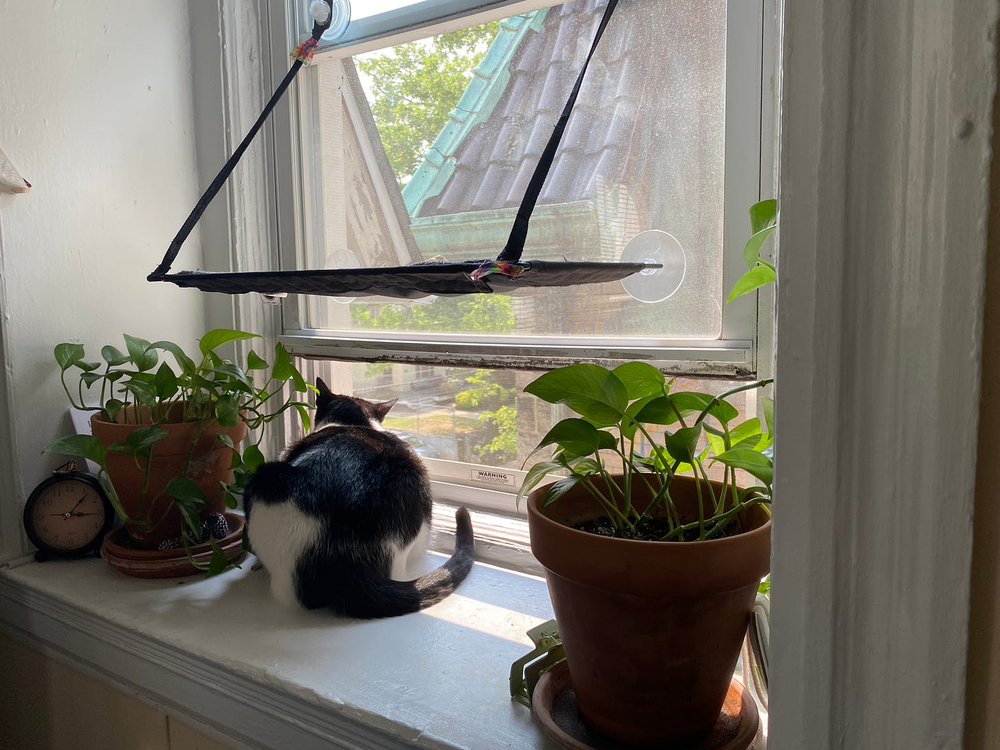 Apollo in the windowsill watching birds