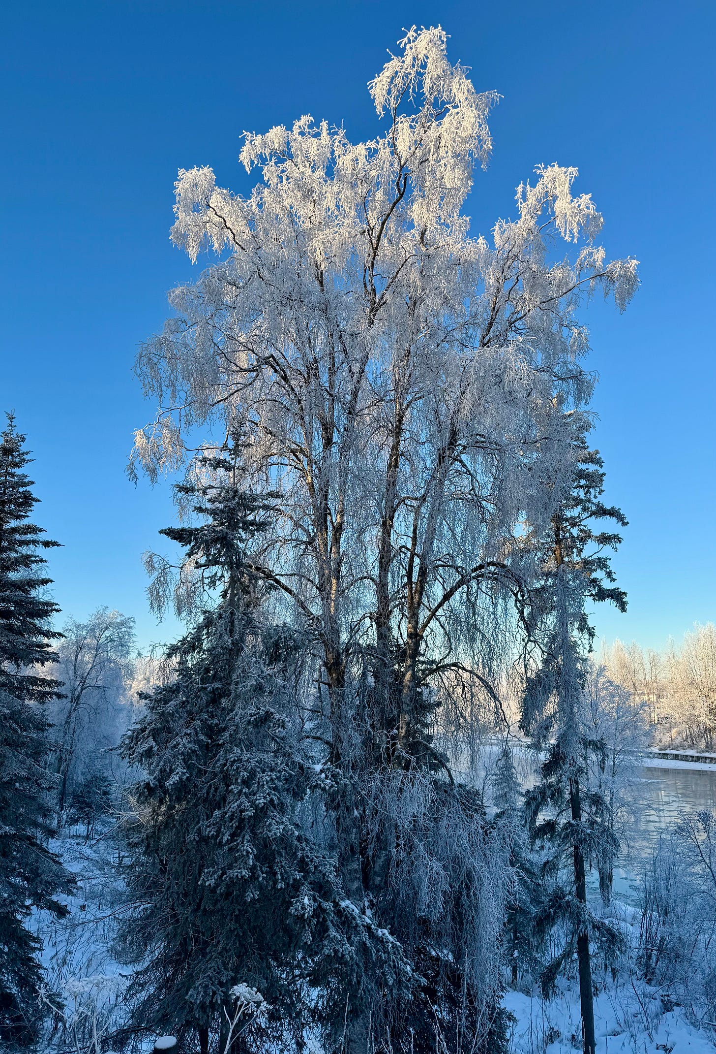 winter trees