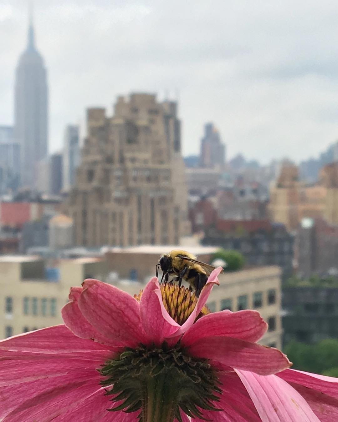Bee, flower, NYC rooftop