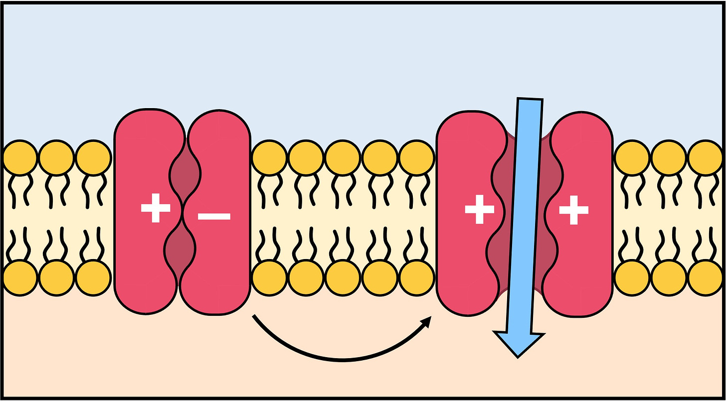 Ion Channels