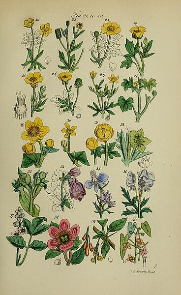 File:British wild flowers (1876.) (19797968803).jpg