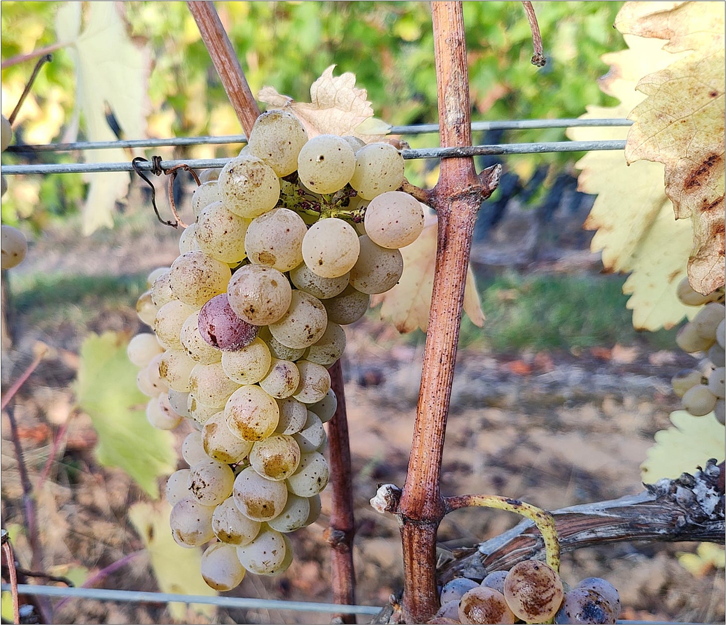 Vintage 2024 Viognier with a lone botrytis infected wine berry.