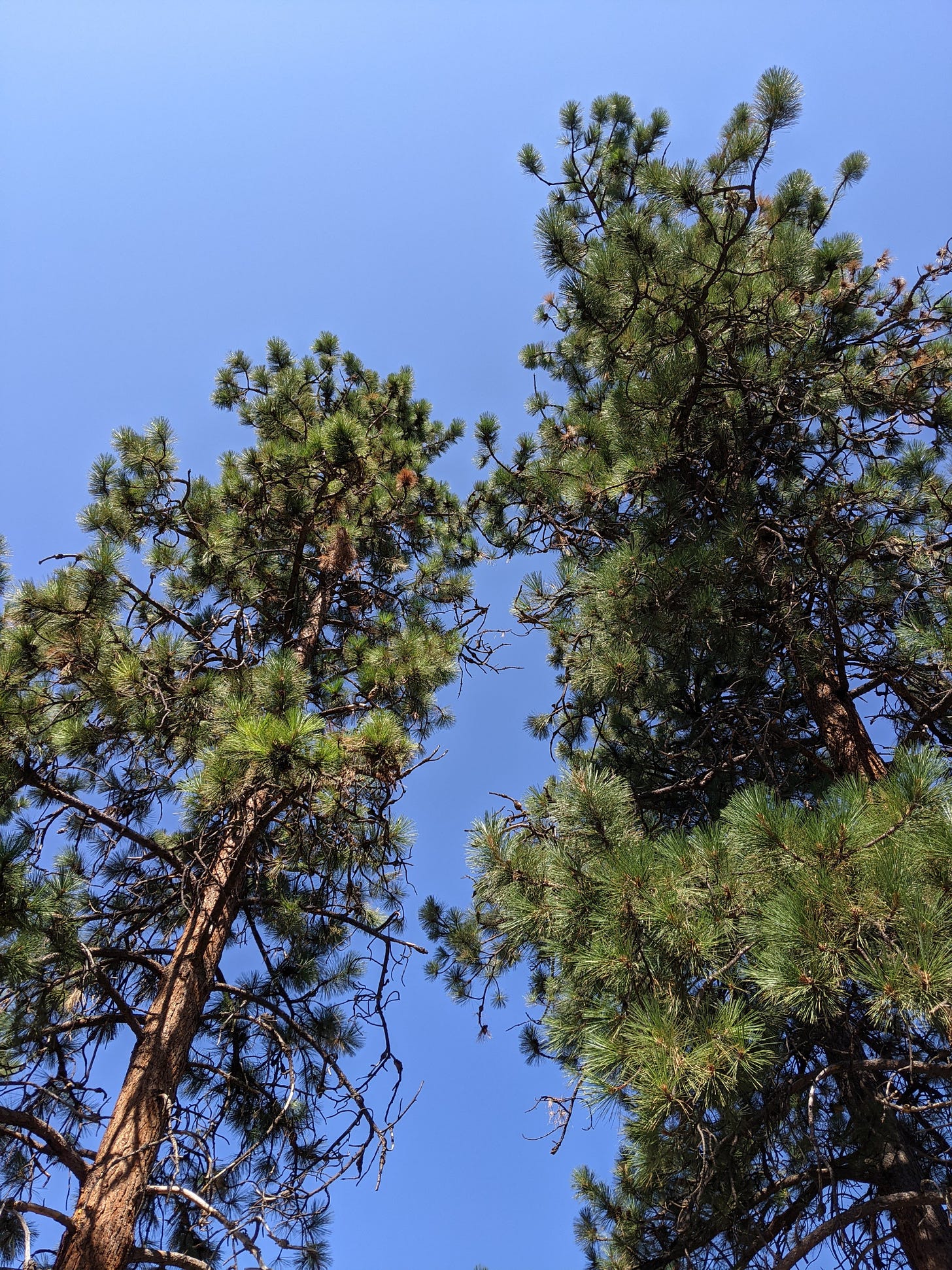 looking up at two tall pine trees against a blue sky