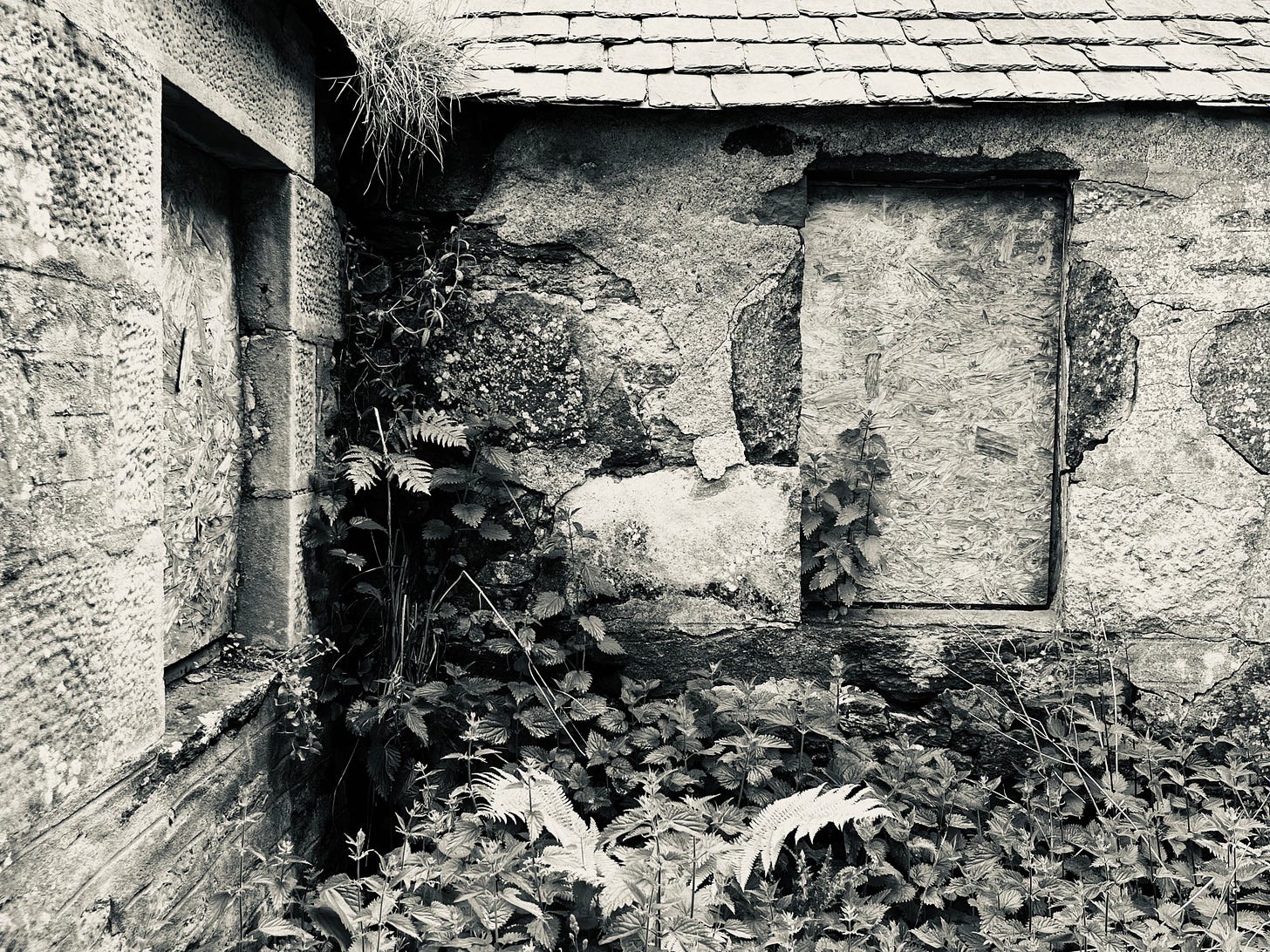 Lush growth of ferns and nettles below the boarded up windows of a ruined croft house; monochrome view