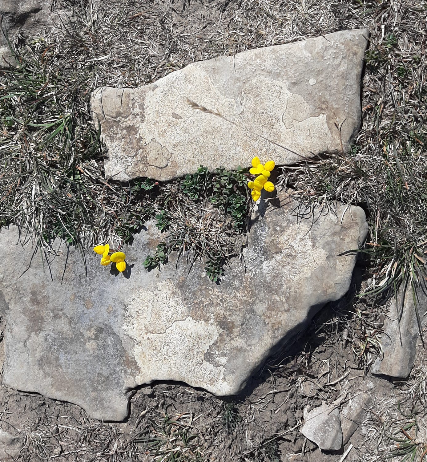 Grey flat limestone with yellow flowers growing next to them amongst grass