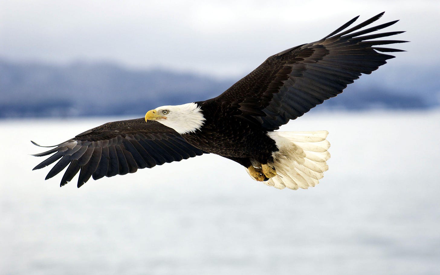 Bald Eagle in mid-air flight… | PRINCE GEORGE'S COUNTY PARENTS, MARYLAND BLOG