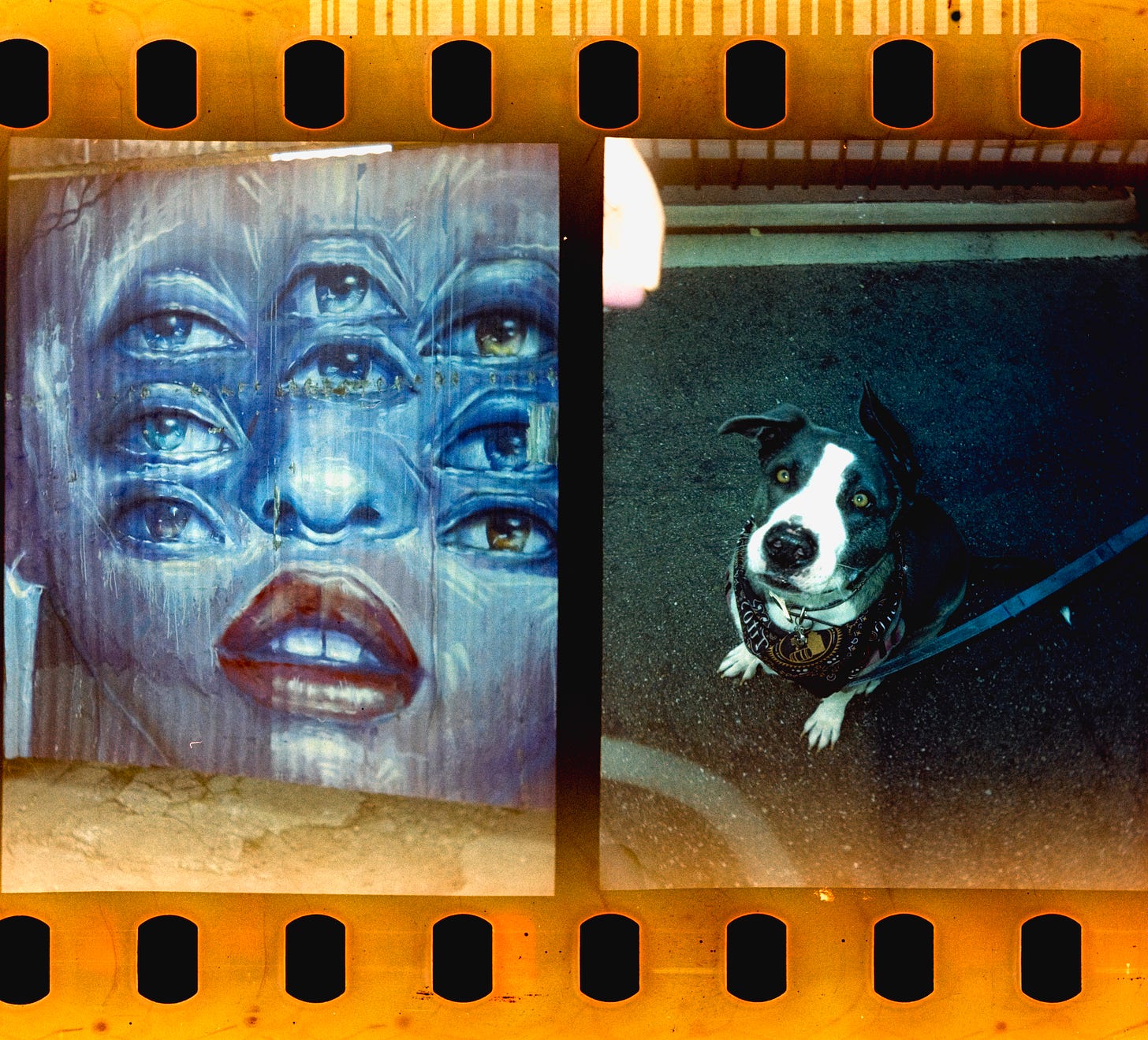Image on right features a portrait of a person with eight eyes and red lipstick. Image on left is of an adorable pit bull making striking eye contact.