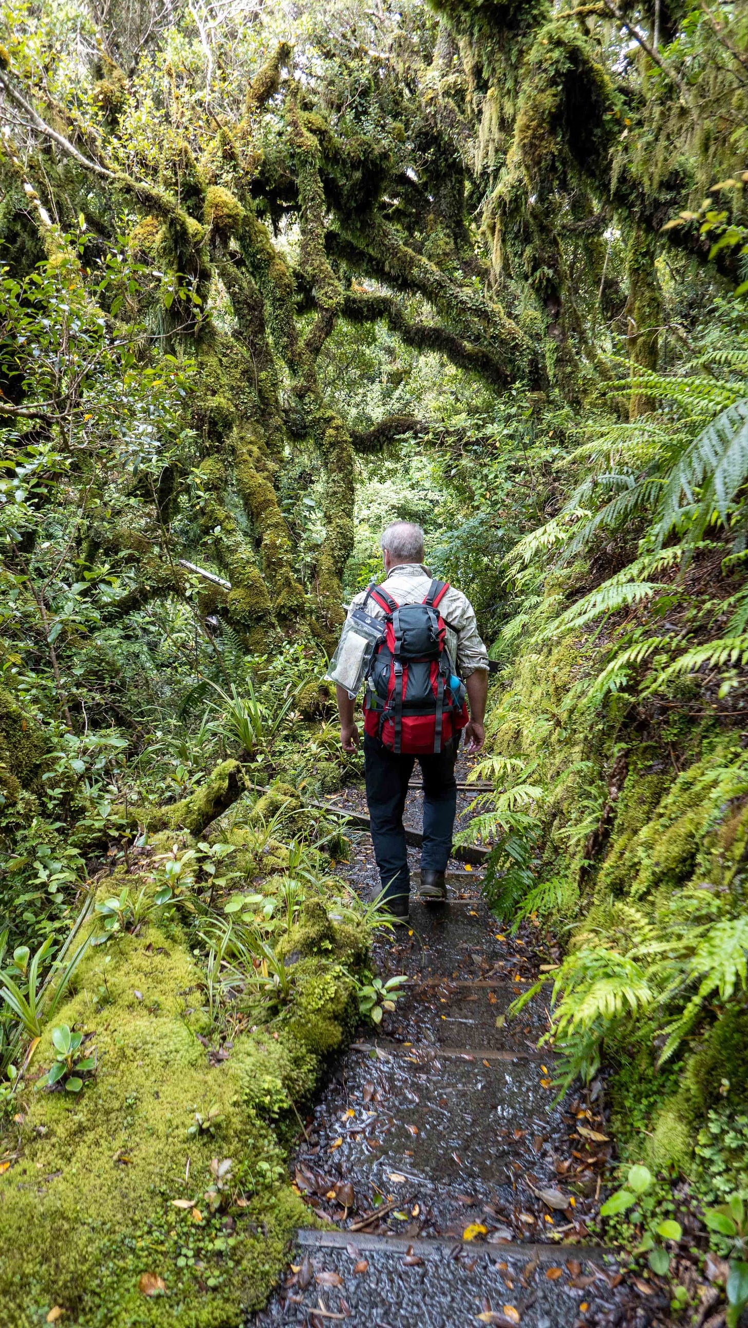 Mike walking underneath lichen-festooned trees