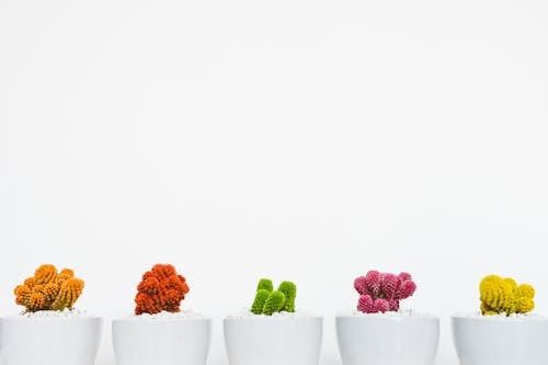 Free Five Assorted-color Cacti Stock Photo