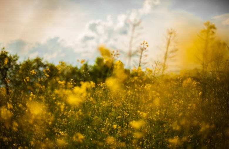 Picture of a field of yellow flowers with the light blurring out the foreground of the flowers.