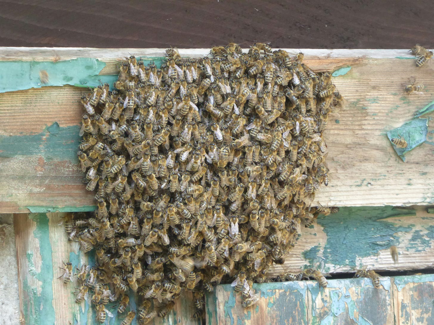 A swarm of bees resting on a wooden fence with peeling blue paint