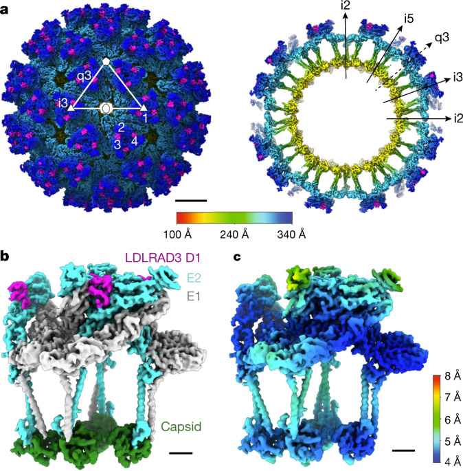 Structure of Venezuelan equine encephalitis virus in complex with the  LDLRAD3 receptor | Nature