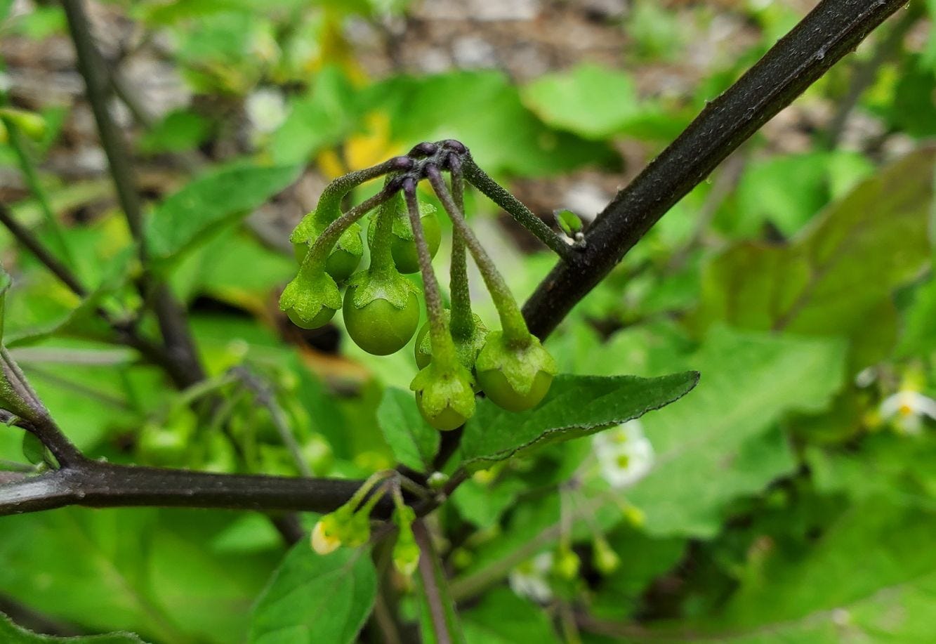 Solanum americanum [unripe fruit] 20221217_145218 sml.jpg