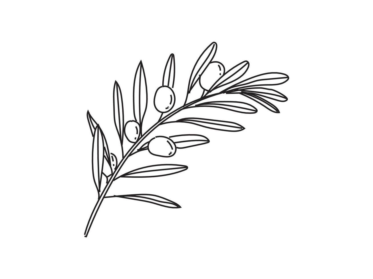 A drawing of an olive branch