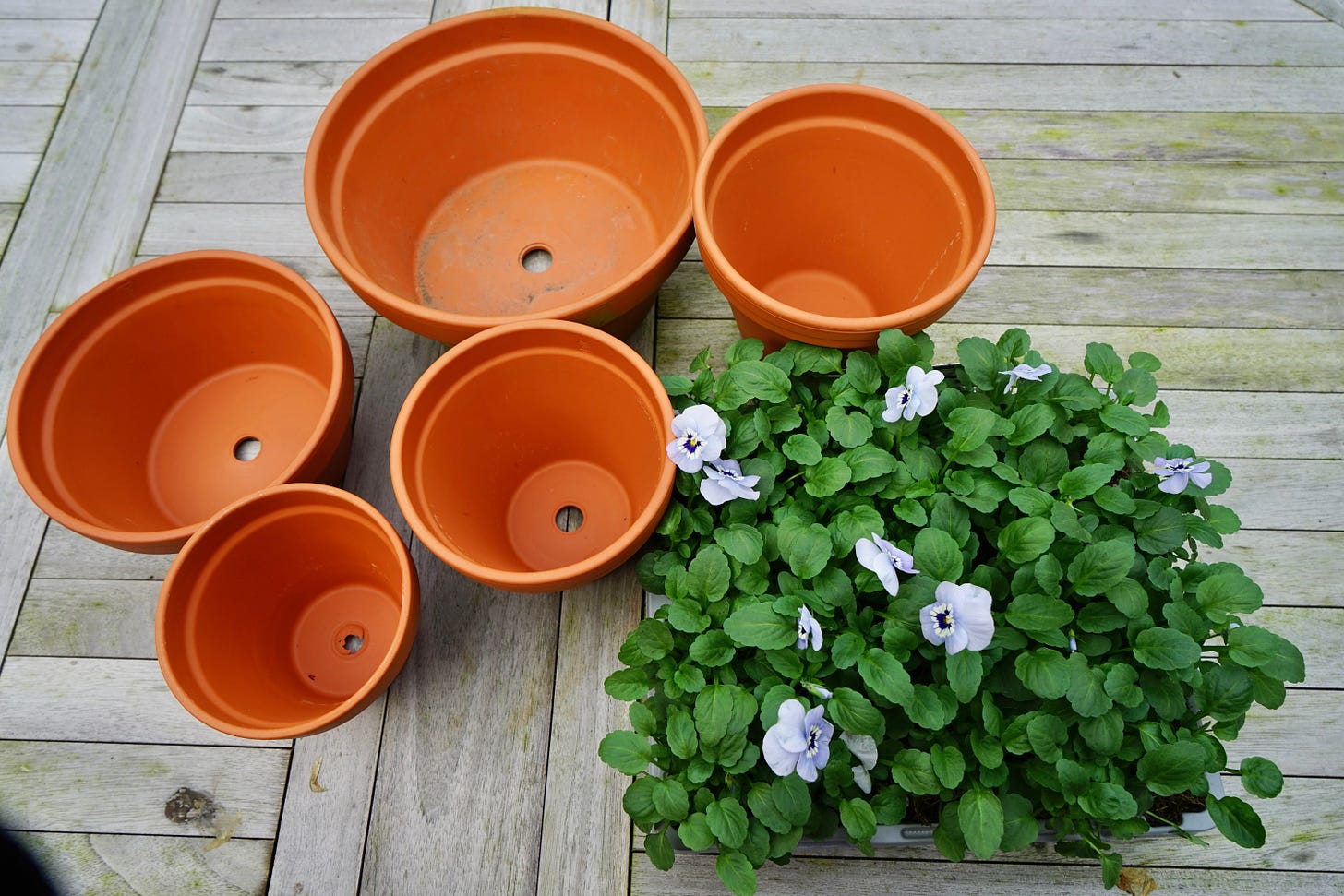 terracotta pots and trays of plants on a garden table