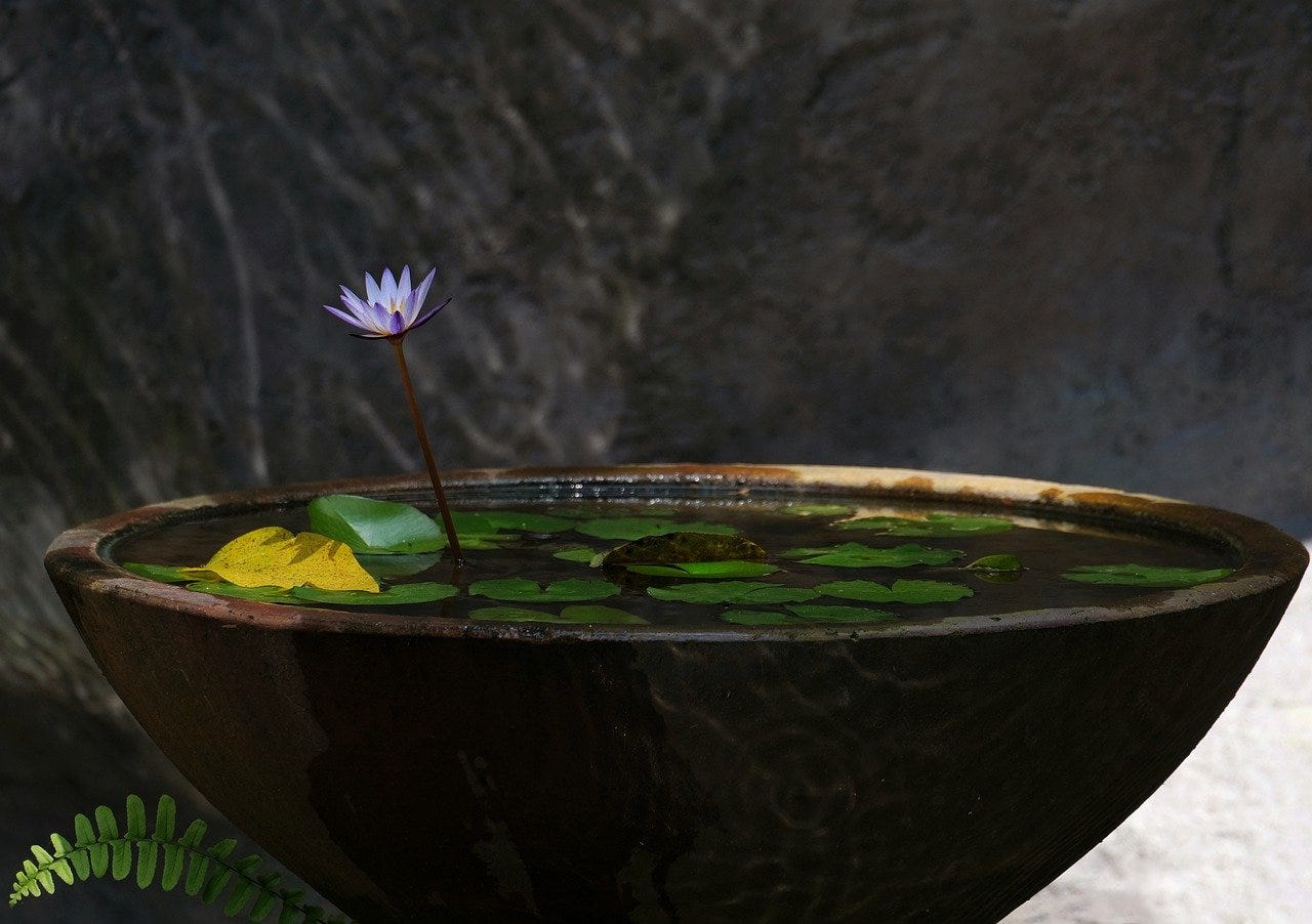 single purple lotus flower rising from a stone bowl of water with other lotus leaves floating on the water's surface.