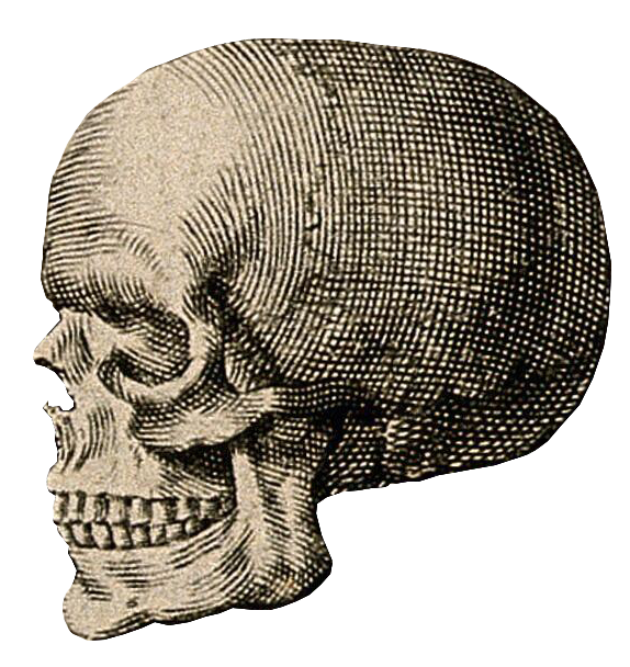 Engraving of a skull, looking to the right.