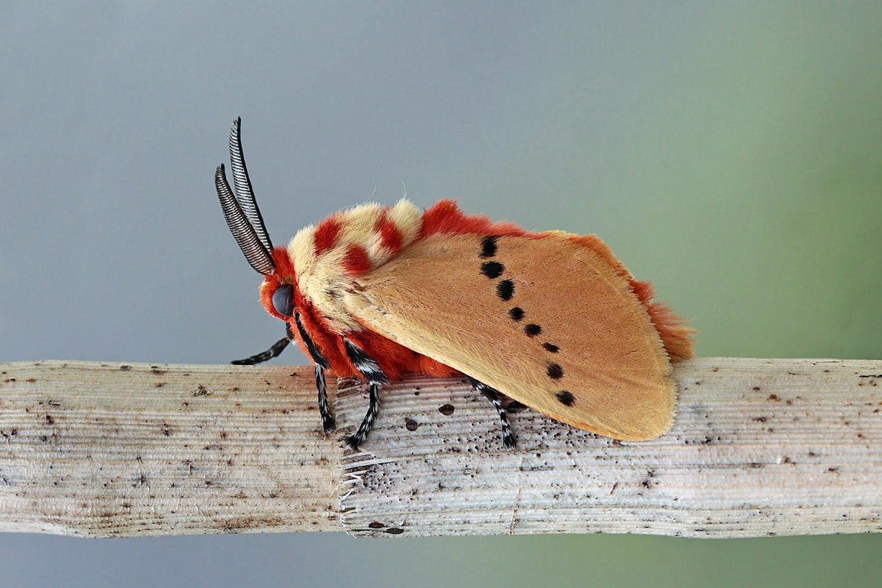 una polilla colorida, son uno de los grupos de insectos que más contribuyen a la polinización