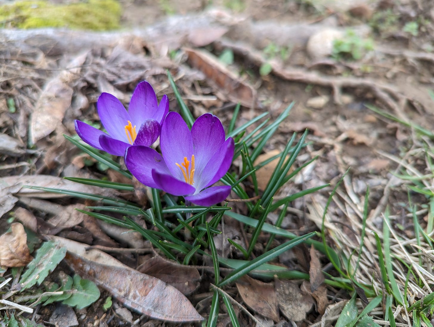 Two purple spring crocuses peek up among grass and dead leaves.