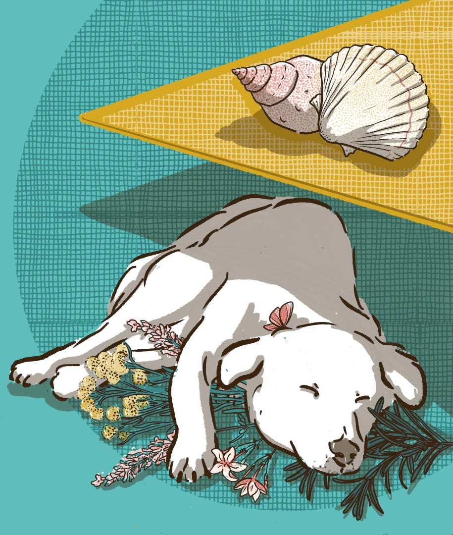 bartolo sleeping maremma dog for podere l'agave
