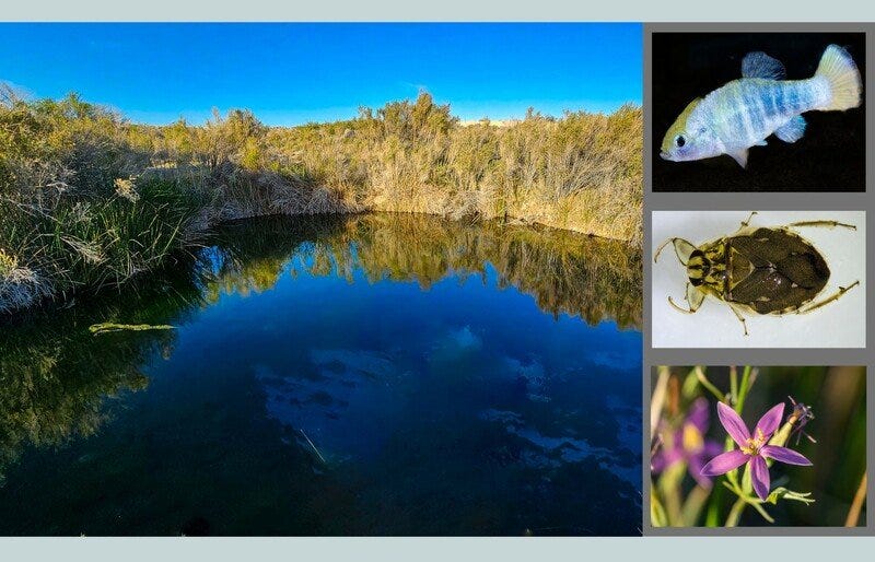 RSAsh Meadows composite_Center-scr