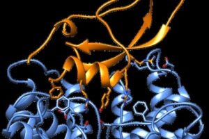 Cone snail toxin (Conkunitzin-S1, shown in orange) interacting with a fish potassium channel (shown in blue). Courtesy of Eitan Reuveny and Izhar Karbat.