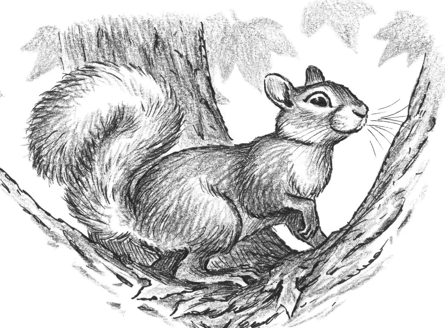 Sammy the grey squirrel illustration by Joe Sutphin for A Year in the Big Old Garden